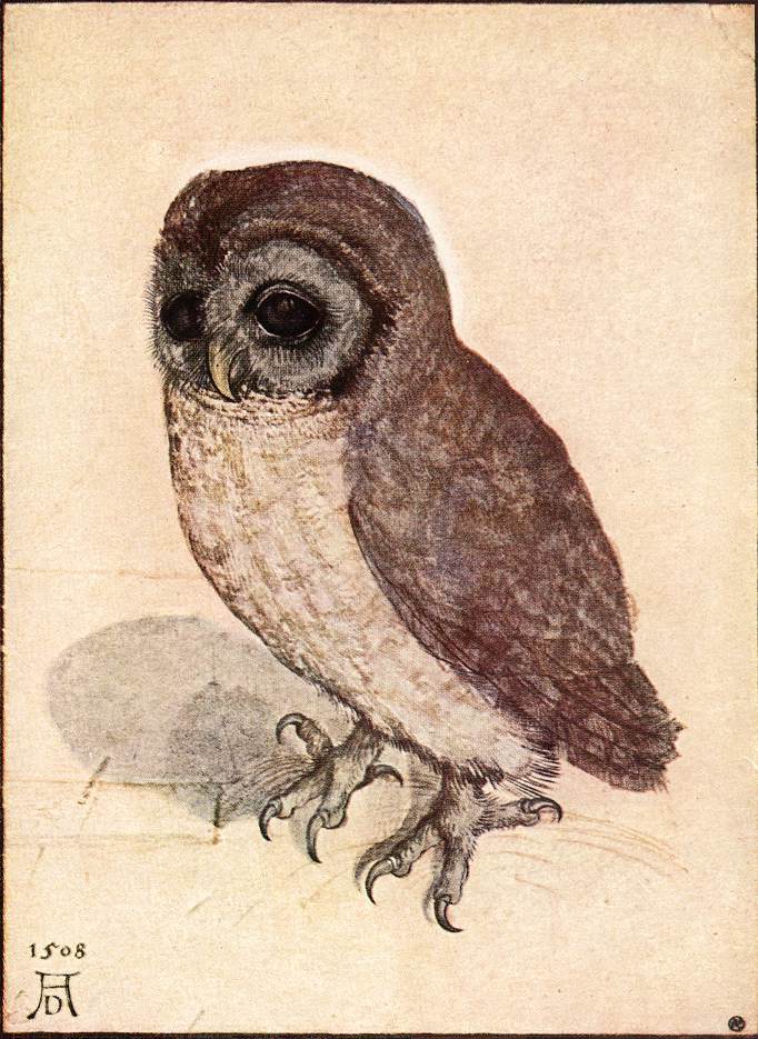 Albrecht Dürer, Little Owl, 1508