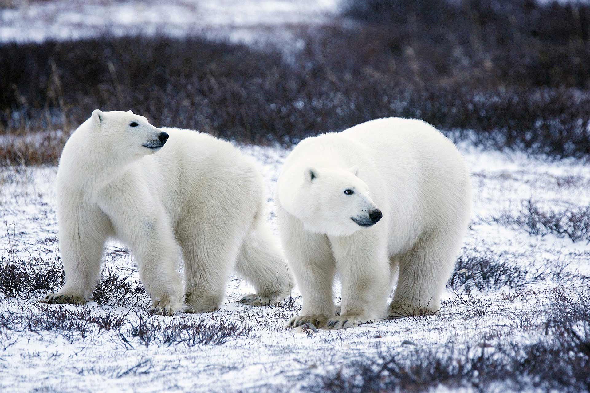 Polar bear