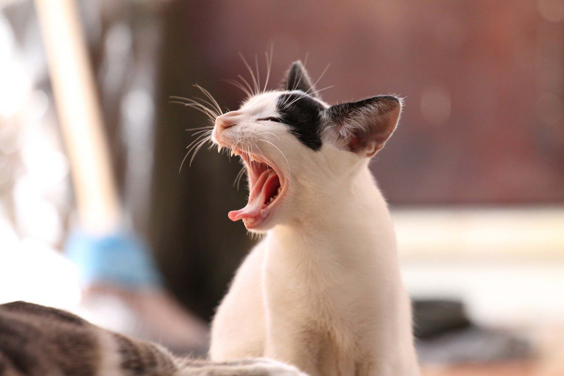 yawning cat